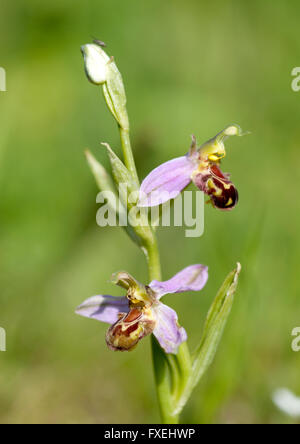 Ein Blütenstand der Biene Orchidee (Ophrys Apifera) Stockfoto