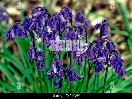 Eine starke Klumpen von Glockenblumen (Hyacinthoides - non Scripta) Stockfoto