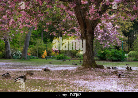 Stockente Enten ruht auf gefallene japanische Kirschblüten in Beacon Hill Park-Victoria, British Columbia, Kanada. Stockfoto