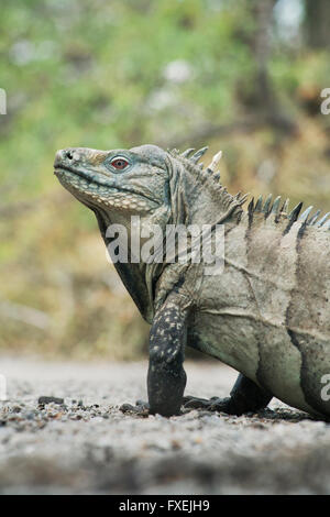 Entdecken oder Ricords Boden Leguan (Cyclura Ricordi) vom Aussterben bedroht, Lago Enriquillo, Dominikanische Republik Stockfoto