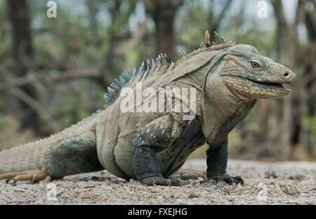 Entdecken oder Ricords Boden Leguan (Cyclura Ricordi) vom Aussterben bedroht, Lago Enriquillo, Dominikanische Republik Stockfoto