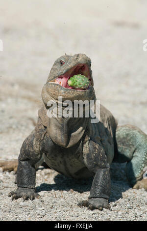 Entdecken oder Ricords Boden Leguan (Cyclura Ricordi) vom Aussterben bedroht, Lago Enriquillo, Dominikanische Republik Stockfoto