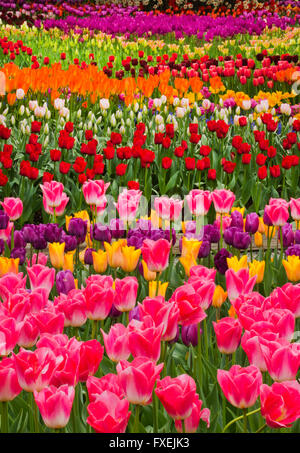 Tulpen in voller Blüte, Garten, Skagit Valley, Washington, April Stockfoto