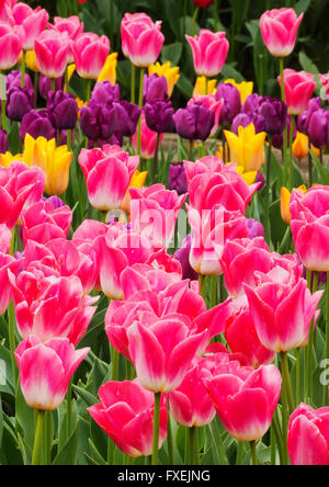 Tulpen in voller Blüte, Garten, Skagit Valley, Washington, April Stockfoto