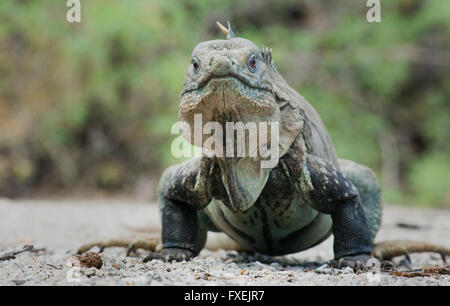 Entdecken oder Ricords Boden Leguan (Cyclura Ricordi) vom Aussterben bedroht, Lago Enriquillo, Dominikanische Republik Stockfoto