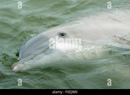 Tümmler, Captive Porträt, Florida Keys, Florida USA Stockfoto