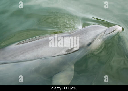 Tümmler, steigt auf um zu atmen, Florida Keys, Florida USA Stockfoto