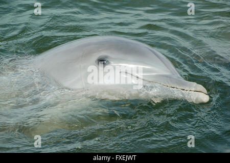 Bottlenose Delphin (Tursiops Truncatus) gefangen Porträt, Florida Keys, Florida USA Stockfoto