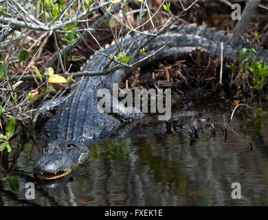 Nahaufnahme einer großen Erwachsenen amerikanischer Alligator, in der Sonne, auf Blackpoint Wildlife Drive, Merritt Island, FLorida. Stockfoto