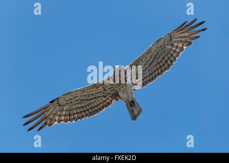 Schlangenadler Schlange Adler (Circaetus Gallicus) Weibchen fliegen Stockfoto