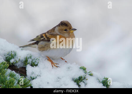 Weiblicher Bergfink auf einem verschneiten Zeder Ast Stockfoto