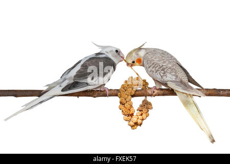 Zwei junge Nymphensittiche ernähren sich von ein paar Foxtail Hirse isoliert auf weißem Hintergrund Stockfoto