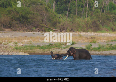 Elefanten beim Bad im Fluss - Corbett-Nationalpark (Indien) Stockfoto