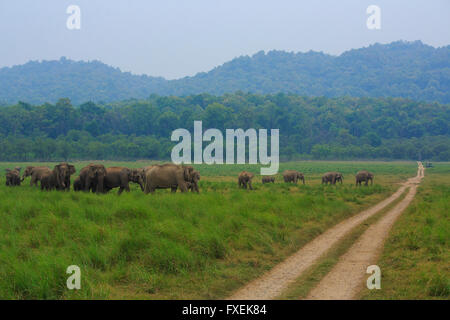 Wild Elephant Herde, die das Grasland im Corbett National Park (Indien) durchquert. Schöne Aussicht auf die Berge im Hintergrund. Stockfoto