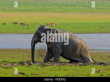 Asiatische Elefanten im Corbett-Nationalpark Stockfoto