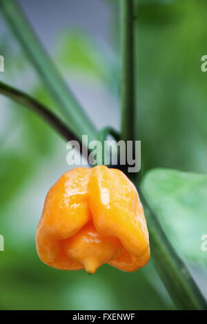 Trinidad Scorpion Butch T Chili gelb fruchttragenden Struktur auf die Pflanze wächst Stockfoto