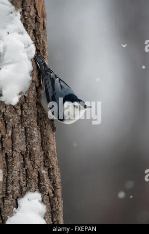 Weißen Brüsten Kleiber auf schneebedeckten Baumstamm Stockfoto