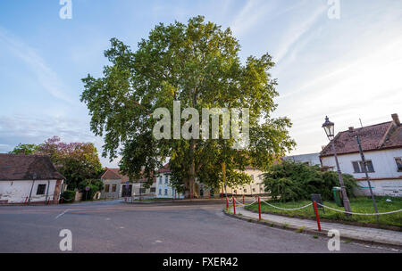 riesige London Platane (Platanus Acerifolia, Platanus Hispanica) in der Stadt Mikulov, Mährisch-Region, Tschechische Republik Stockfoto