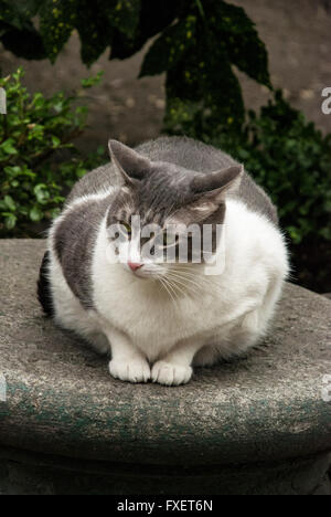 Fett, inländische Kurzhaar grau und weiß Katze Stockfoto