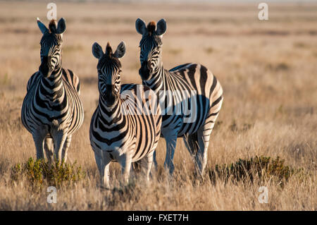 Drei Burchell-Zebras, Equus Burchellii zusammenstehen bei Dämmerung, Etosha, Namibia, Afrika Stockfoto