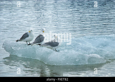 Drei Glaucous Möwen, Larus Hyperboreus, thront auf einem Eisberg in Spitzbergen, Spitzbergen, Norwegen Stockfoto