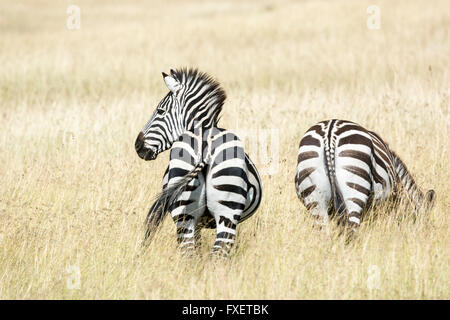 Zwei Burchell-Zebras, Equus Quagga, Masai Mara National Reserve, Kenia, Ostafrika Stockfoto
