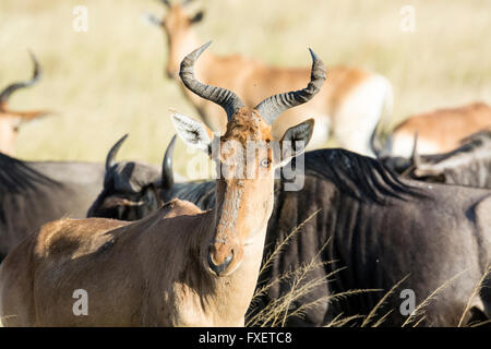 Nahaufnahme des Kopfes und Hörner von einem Topi, Damaliscus Lunatus, Masai Mara National Reserve, Kenia, Ostafrika Stockfoto