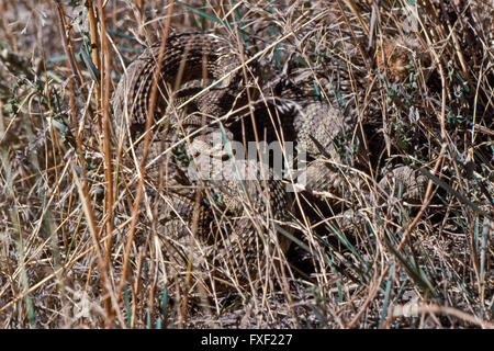 Prärie-Klapperschlange getarnt und aufgewickelt um braunen Gras in der Nähe von Wolf Creek, Montana zu schlagen Stockfoto