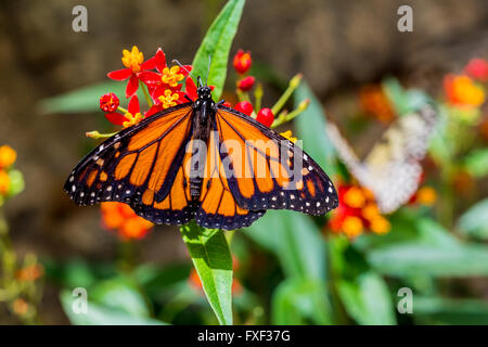 Eine männliche Monarchfalter (Danaus Plexippus) ruht auf einem Blatt Stockfoto