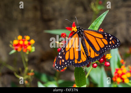 Eine männliche Monarchfalter (Danaus Plexippus) ruht auf einem Blatt Stockfoto