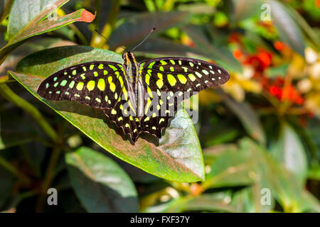 Die Tailed Jay Schmetterling, aka Graphium Agamemnon, auf einem Blatt Stockfoto