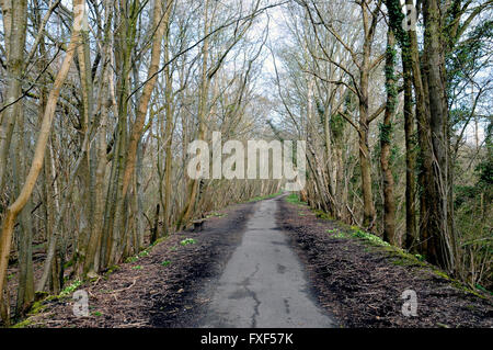 Frühling auf The Cuckoo Trail in der Nähe von Horam in East Sussex, England. Der Weg eine stillgelegten Eisenbahnstrecke verwendet und läuft für 14 Meilen. Stockfoto