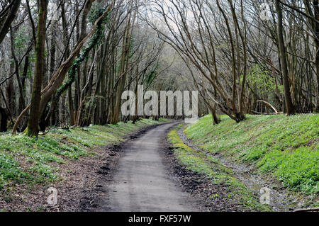 Frühling auf The Cuckoo Trail in der Nähe von Horam in East Sussex, England. Der Weg eine stillgelegten Eisenbahnstrecke verwendet und läuft für 14 Meilen. Stockfoto