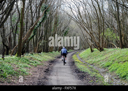 Frühling auf The Cuckoo Trail in der Nähe von Horam in East Sussex, England. Der Weg eine stillgelegten Eisenbahnstrecke verwendet und läuft für 14 Meilen. Stockfoto