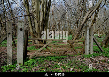 Frühling auf The Cuckoo Trail in der Nähe von Horam in East Sussex, England. Der Weg eine stillgelegten Eisenbahnstrecke verwendet und läuft für 14 Meilen. Stockfoto