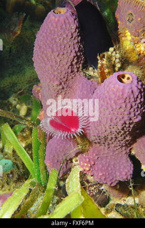 Unterwasserwelt, Verzweigung Rohr Schwamm Aiolochroia Crassa mit einem Split-Krone Staubwedel Wurm, Anamobaea Oerstedi, Karibik Stockfoto