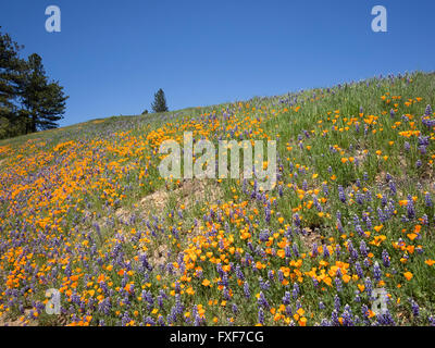 California Poppies und Lupinen decken die Bergseite von Figueroa Mountain in der Santa Ynez Vally. Stockfoto