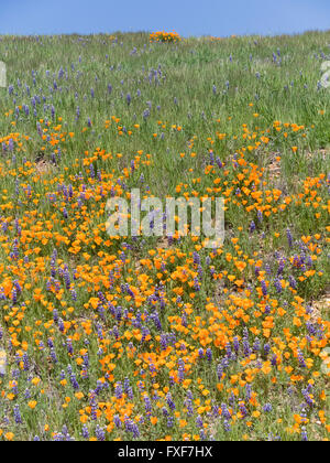 California Poppies und Lupinen decken die Bergseite von Figueroa Mountain in der Santa Ynez Vally. Stockfoto