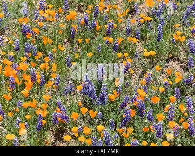 California Poppies und Lupinen decken die Bergseite von Figueroa Mountain in der Santa Ynez Vally. Stockfoto