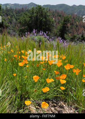 California Poppies und Lupinen decken die Bergseite von Figueroa Mountain in der Santa Ynez Vally. Stockfoto