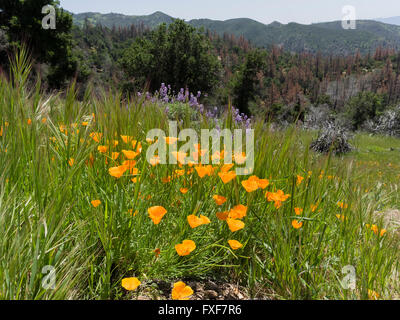 California Poppies und Lupinen decken die Bergseite von Figueroa Mountain in der Santa Ynez Vally. Stockfoto