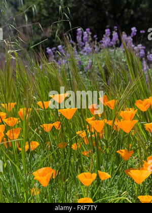 California Poppies und Lupinen decken die Bergseite von Figueroa Mountain in der Santa Ynez Vally. Stockfoto