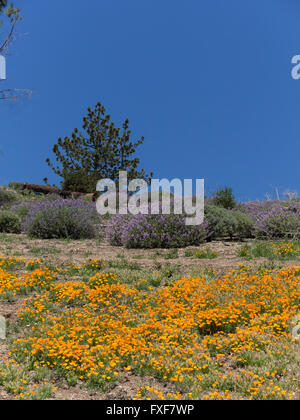 California Poppies und Lupinen decken die Bergseite von Figueroa Mountain in der Santa Ynez Vally. Stockfoto