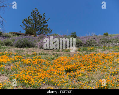 California Poppies und Lupinen decken die Bergseite von Figueroa Mountain in der Santa Ynez Vally. Stockfoto