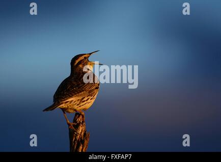 Western Meadowlark in der Prairie Pothole Region Feuchtgebiete im zeitigen Frühjahr 12. April 2016 in der Nähe von Woodworth, North Dakota. Stockfoto