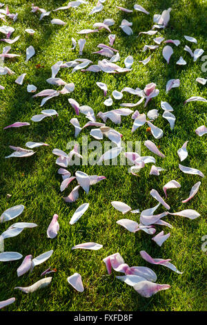 Magnolie Blüten auf dem grünen Rasen Stockfoto