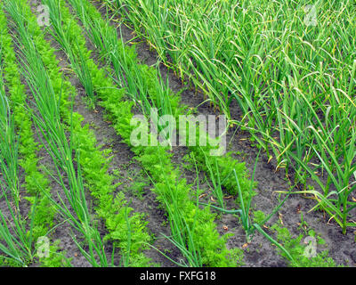 verschiedene Gemüse biologisch angebaut Stockfoto