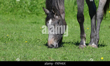 Graues Pferd grasen auf der grünen Wiese mit Löwenzahn Blüten, Natur Hintergrund Stockfoto