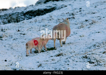 Flintshire, North Wales, UK. 16. April 2016. Großbritannien Wetter - Eibe leiten ihre Lämmer über Nacht Schnee in ländlichen Flintshire, North Wales, UK Stockfoto