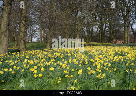 Narzissen in voller Blüte im Sefton Park, Liverpool Stockfoto